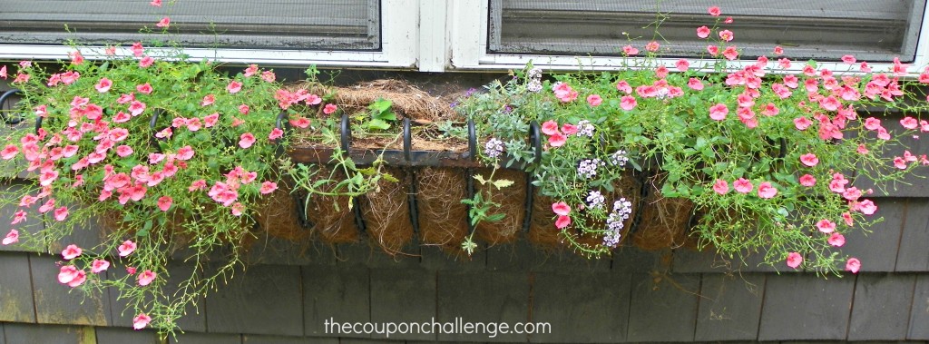 Window Box Before