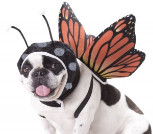 dog butterfly